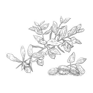 JOJOBA SEED OIL