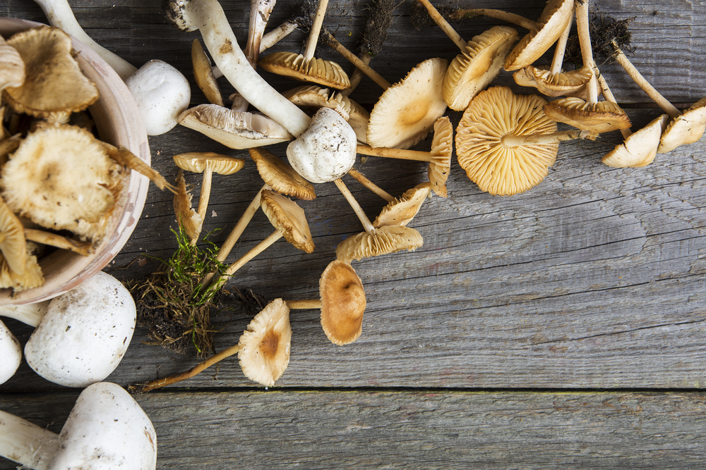 Three Mushroom Velouté Recipe Ventray Kitchen